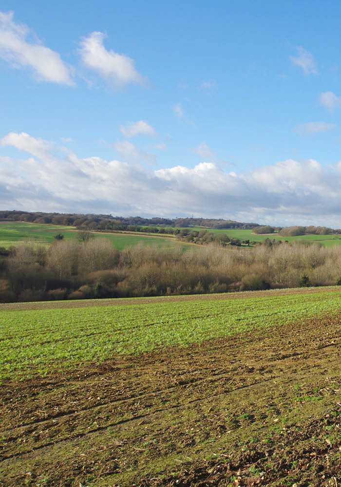 Designcubed Architects Winery Feasibility 1a